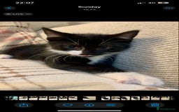 Mixed Breed cats for sale: Fluffy,bengal mixed,energetic kittens - Image 12
