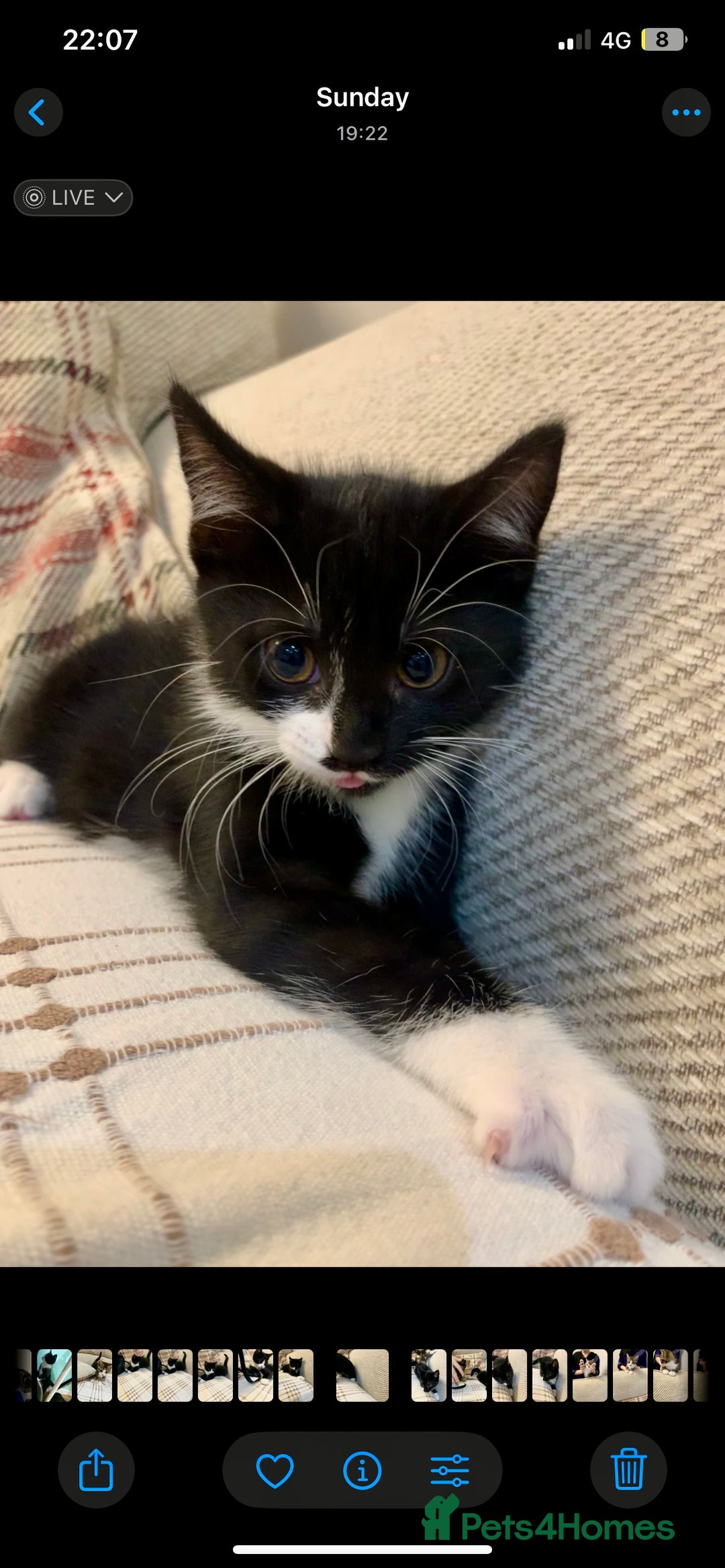 Mixed Breed cats for sale: Fluffy,bengal mixed,energetic kittens - Image 12
