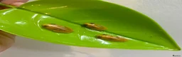 Frog reptiles for sale: Albino, bubblegum red eye tree frogs  - Advert 3