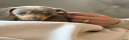 Dachshund dogs for sale: Beautiful Isabella an tan  - Advert 2