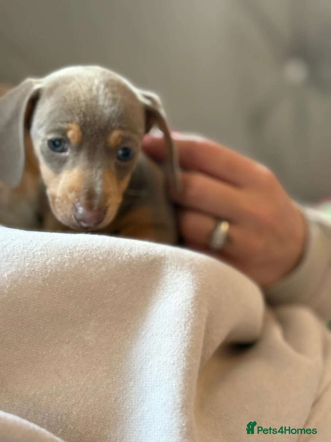 Dachshund dogs for sale: Beautiful Isabella an tan  - Advert 2