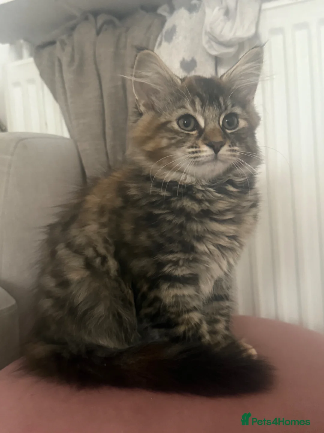 Domestic Shorthair cats for sale: Beautiful Long-Haired Fluffy Tabby Kitten - Advert 2