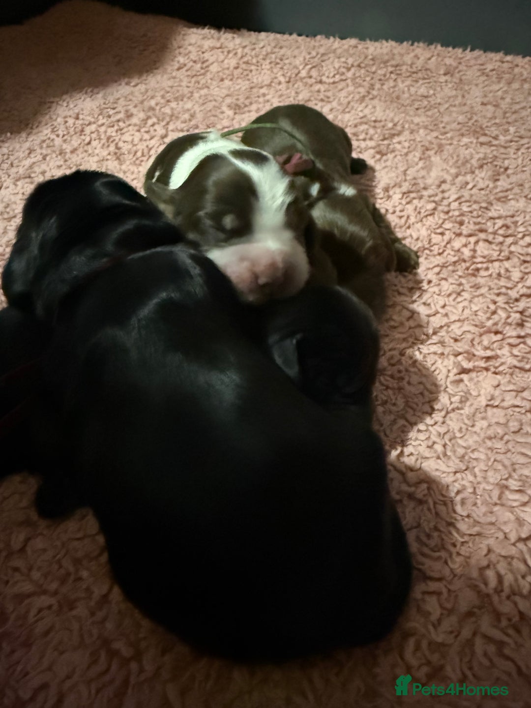 Cocker Spaniel dogs for sale: Show type cocker spaniel pups  - Advert 20