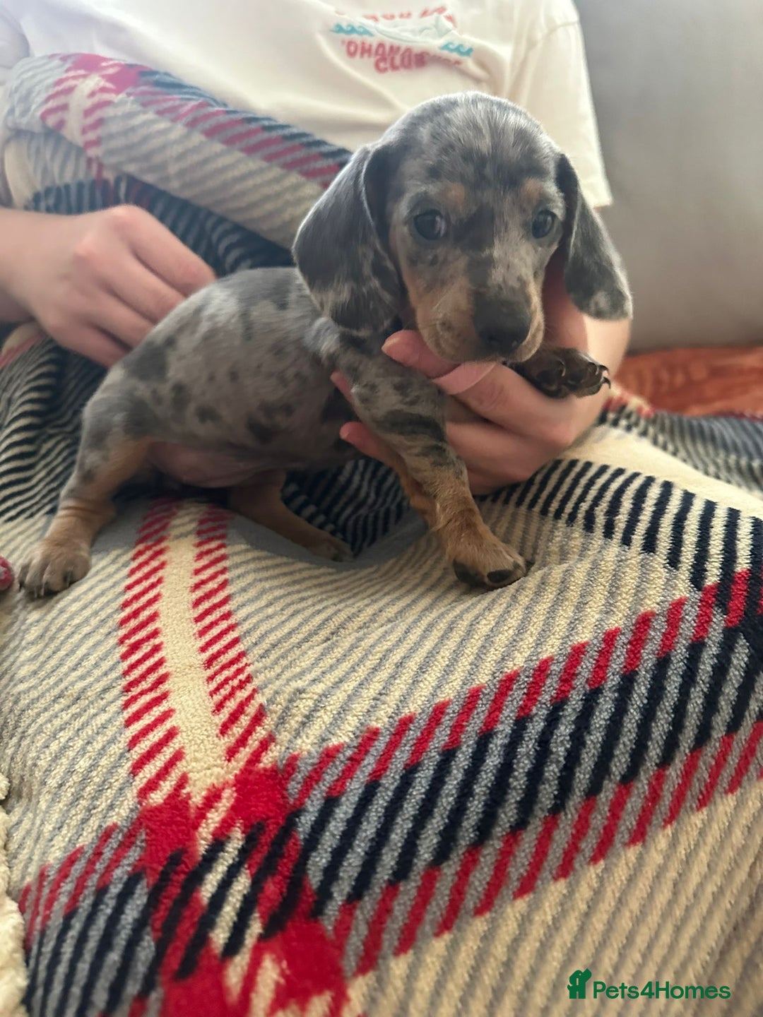 Miniature Dachshund dogs for sale: Miniature dachshund  - Image 2