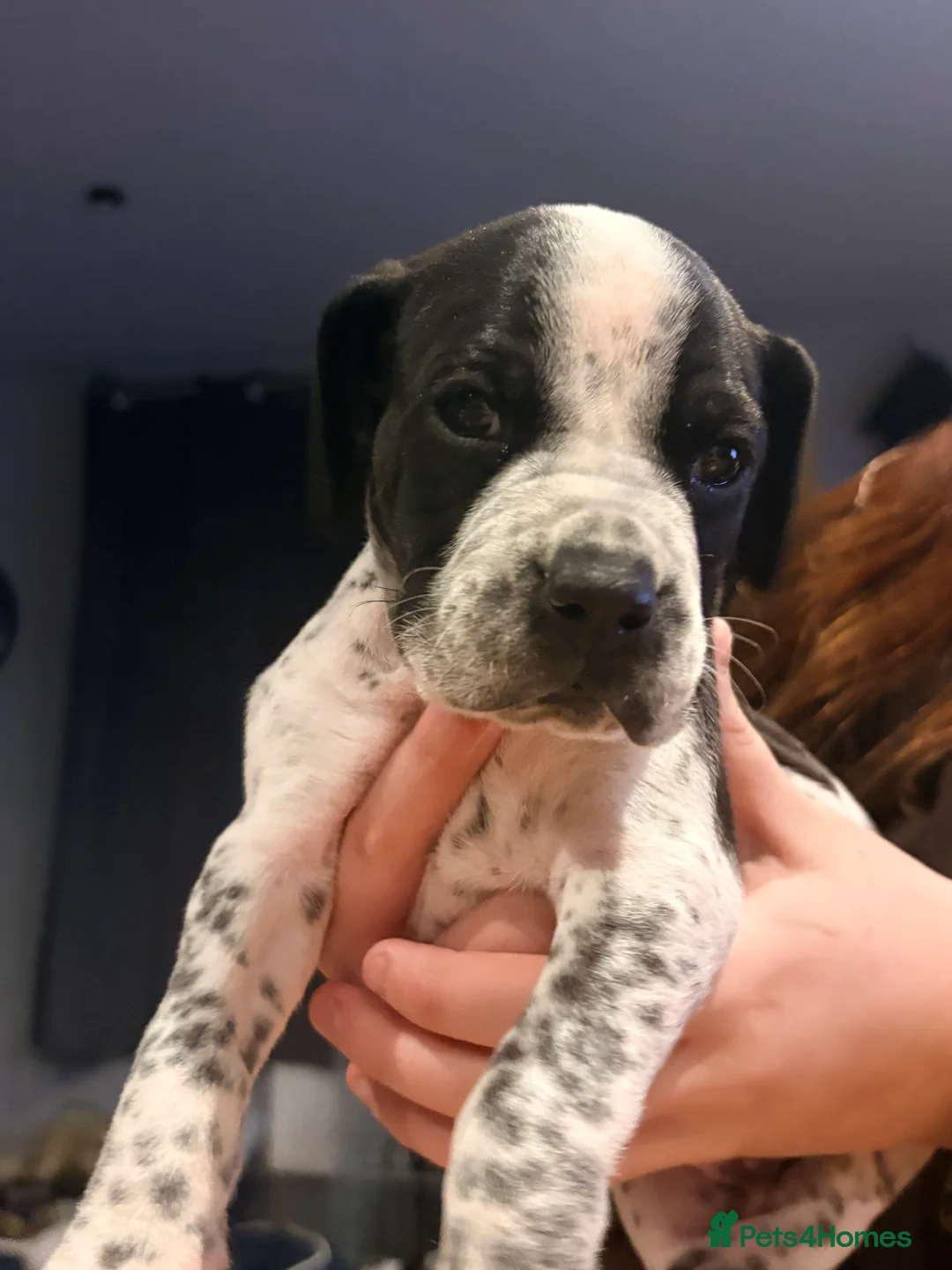 Pointer dogs for sale: Last gorgeous puppy looking for a loving home  - Advert 29