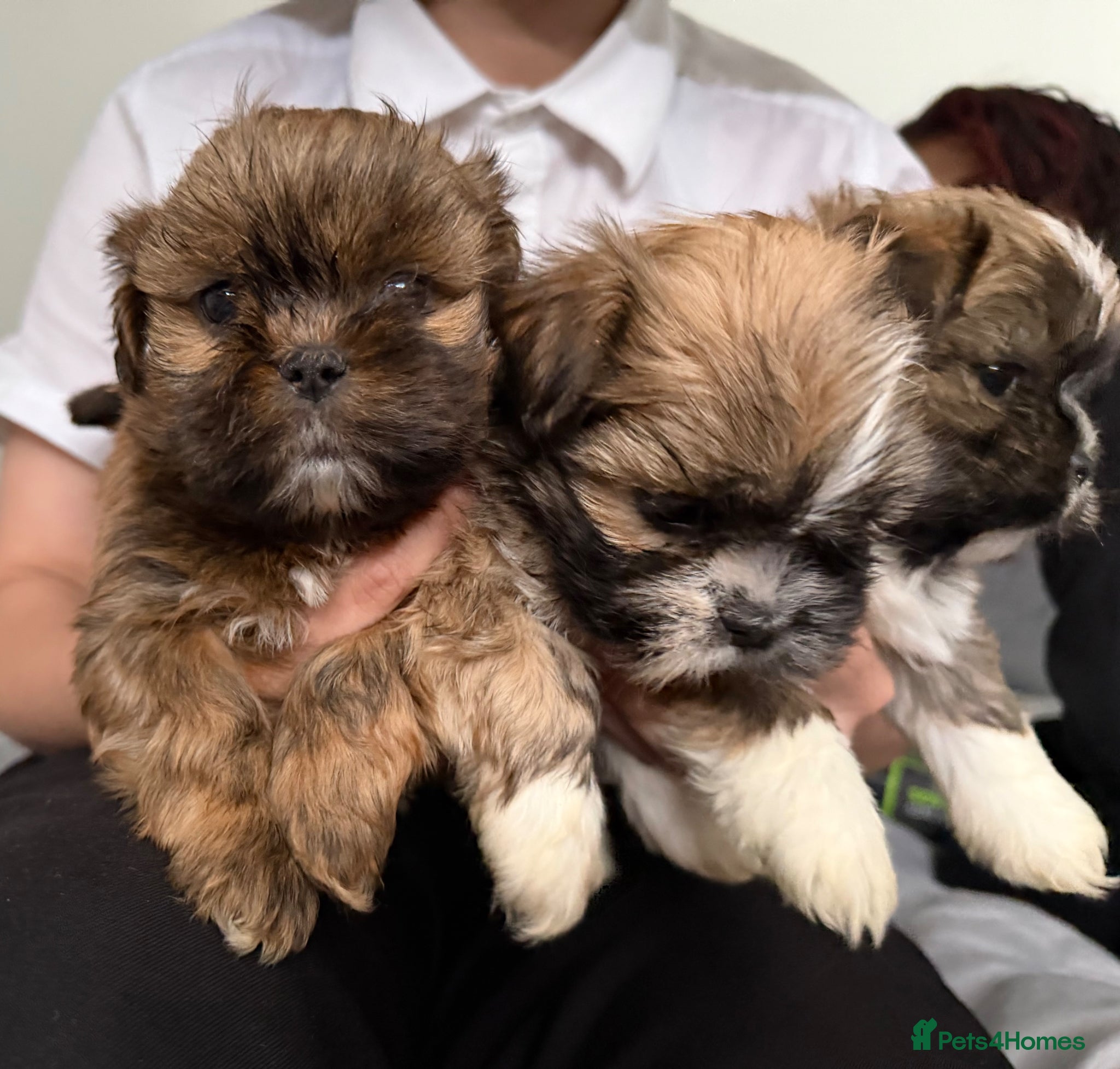 Lhasa Apso dogs Adorable Lhasa apso puppies - Advert 12
