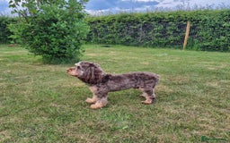 Cockapoo dogs for stud: Gorgeous Toy Cockapoo Stud - Image 4