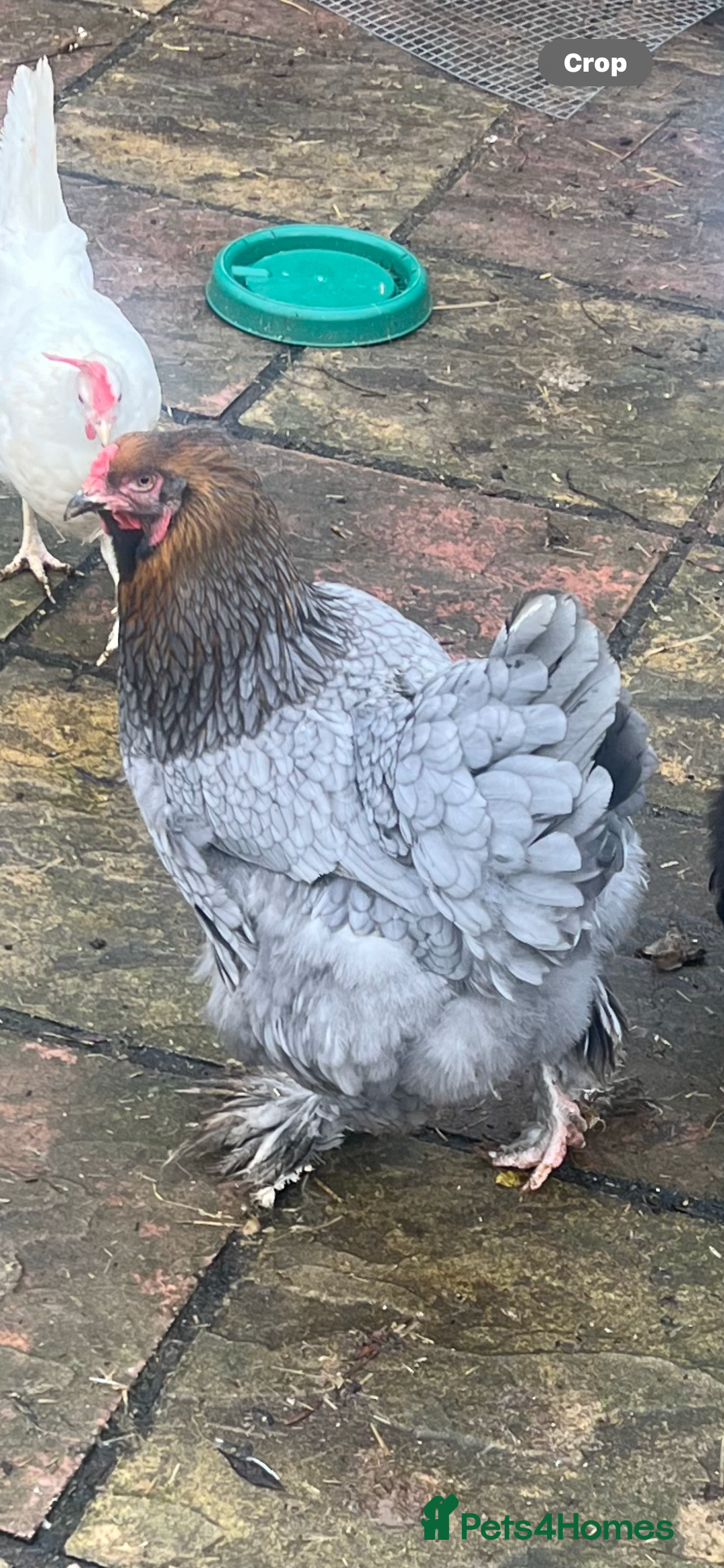 Chickens poultry for sale: Few super breed laying hens for sale  - Advert 2