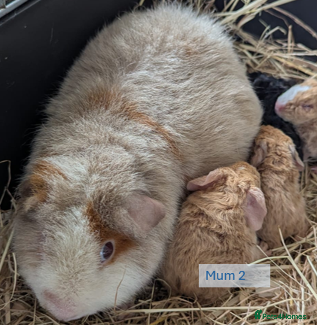 Guinea Pig rodents for sale: Teddy (& teddy satin carrier) guinea pigs for sale - Image 14