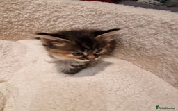 Norwegian Forest Cat cats for sale: Norwegian Forest kittens for sale - Image 16