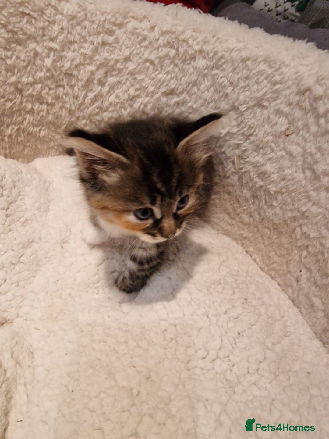 Norwegian Forest Cat cats for sale: Norwegian Forest kittens for sale - Image 16