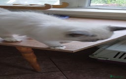 Siberian cats for sale: Beautiful pure Ragdoll  - Image 6