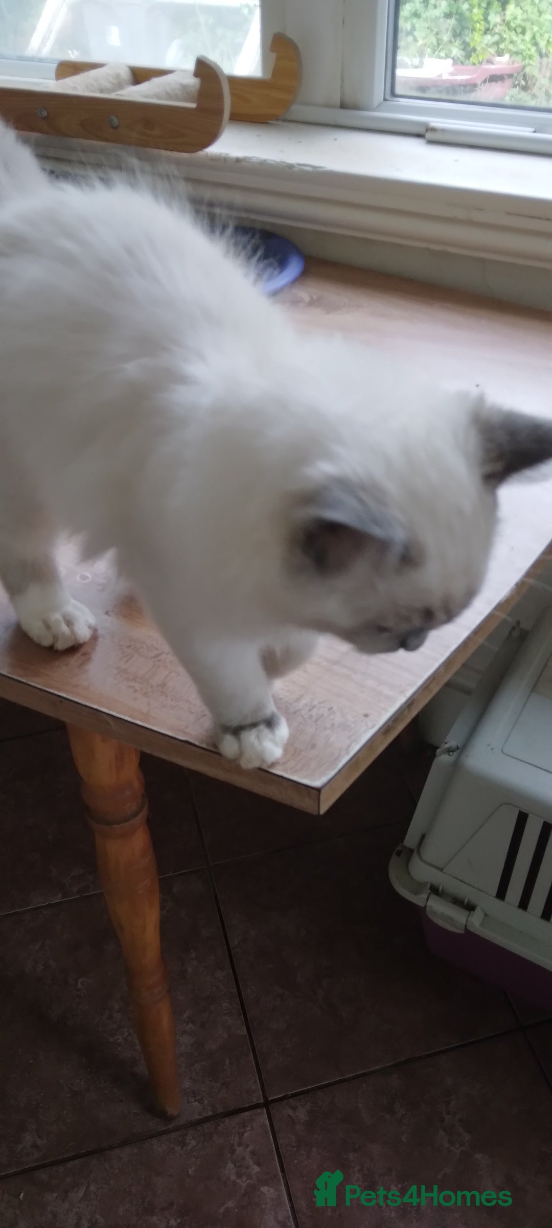 Siberian cats for sale: Beautiful pure Ragdoll  - Image 6