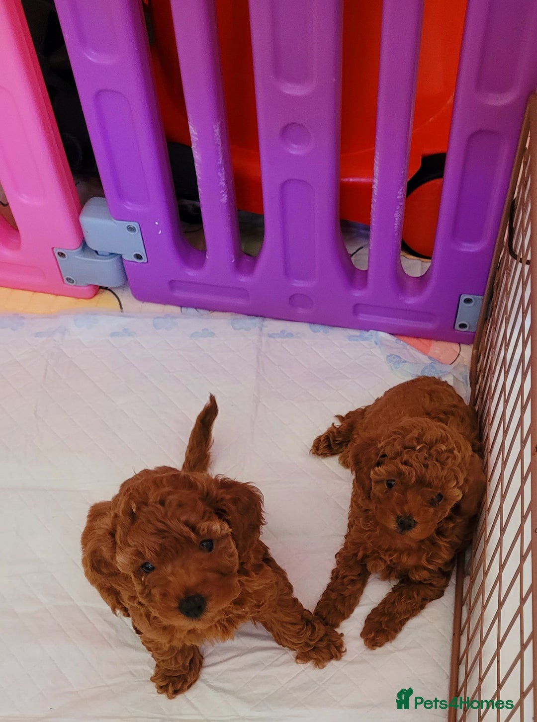 Toy Poodle dogs for sale: 🔥Toy 🔥Mini 🔥Asian Poodle Puppies Girls for sale - Image 10