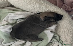 French Bulldog dogs for sale: French Bulldog - Image 6