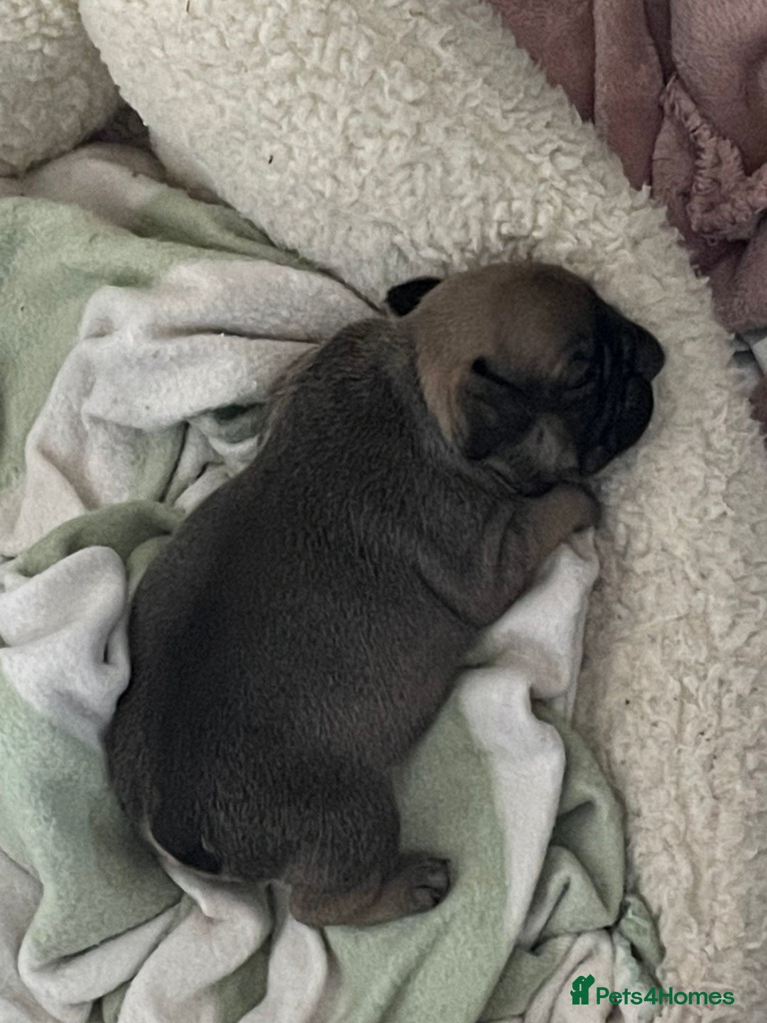 French Bulldog dogs for sale: French Bulldog - Image 6