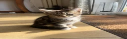 Mixed Breed cats for sale: Three Adorable Kittens Ready To Go in Wigan - Advert 4