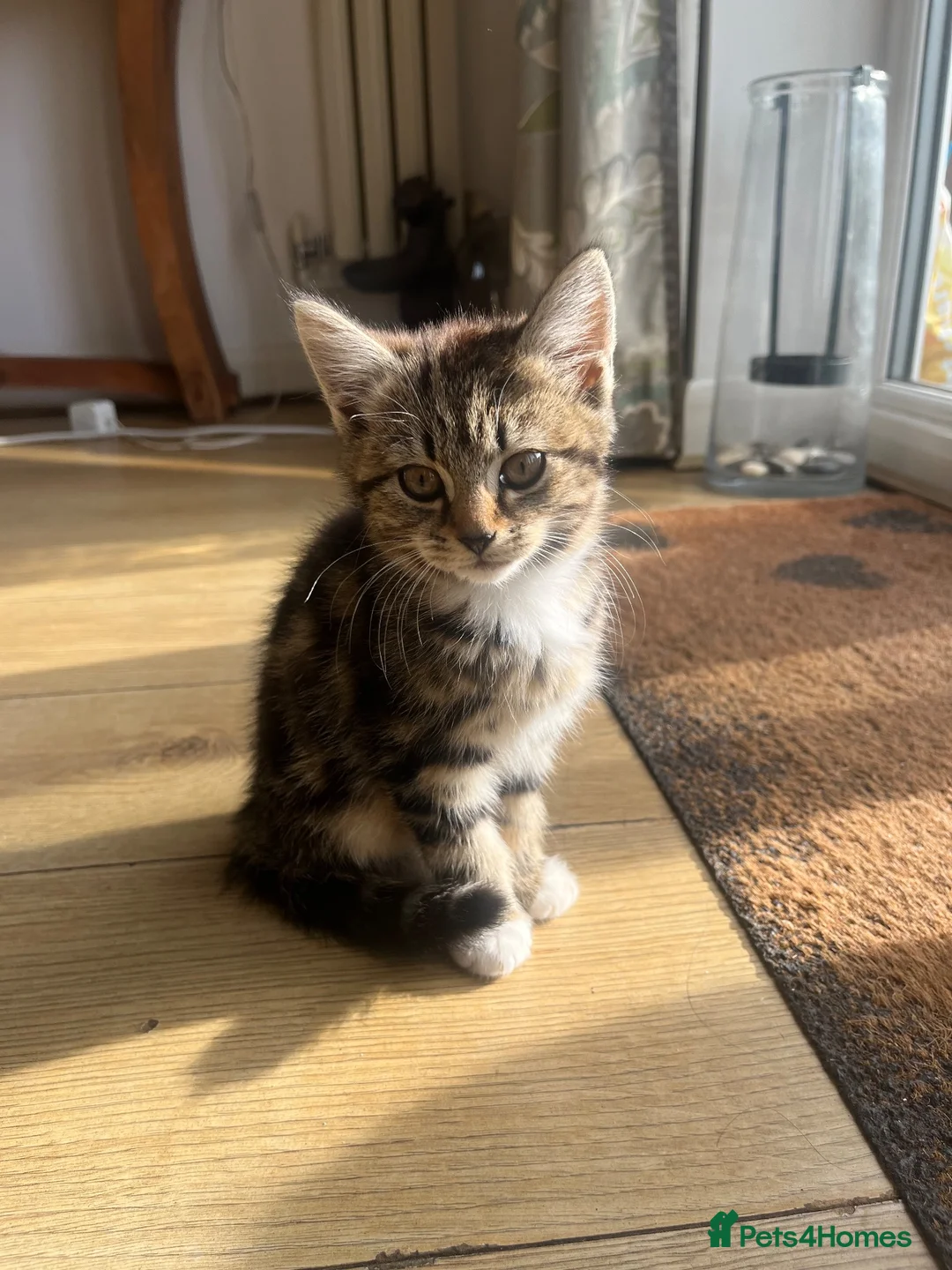 Mixed Breed cats for sale: Three Adorable Kittens Ready To Go in Wigan - Advert 4