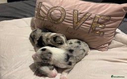 Border Collie dogs for sale: Border collie puppy’s ready to reserve  - Image 20