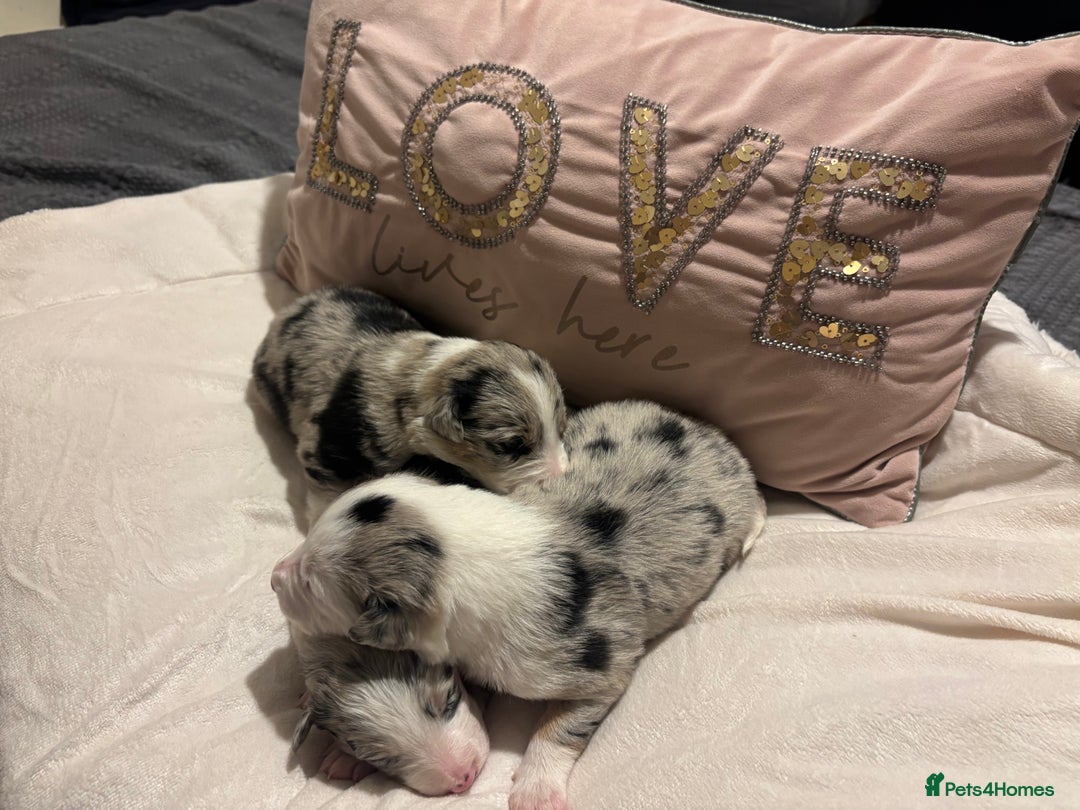 Border Collie dogs for sale: Border collie puppy’s ready to reserve  - Image 20