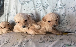 Mixed Breed dogs for sale: minature goldendoodles  - Image 9