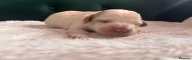 Marshmallow 