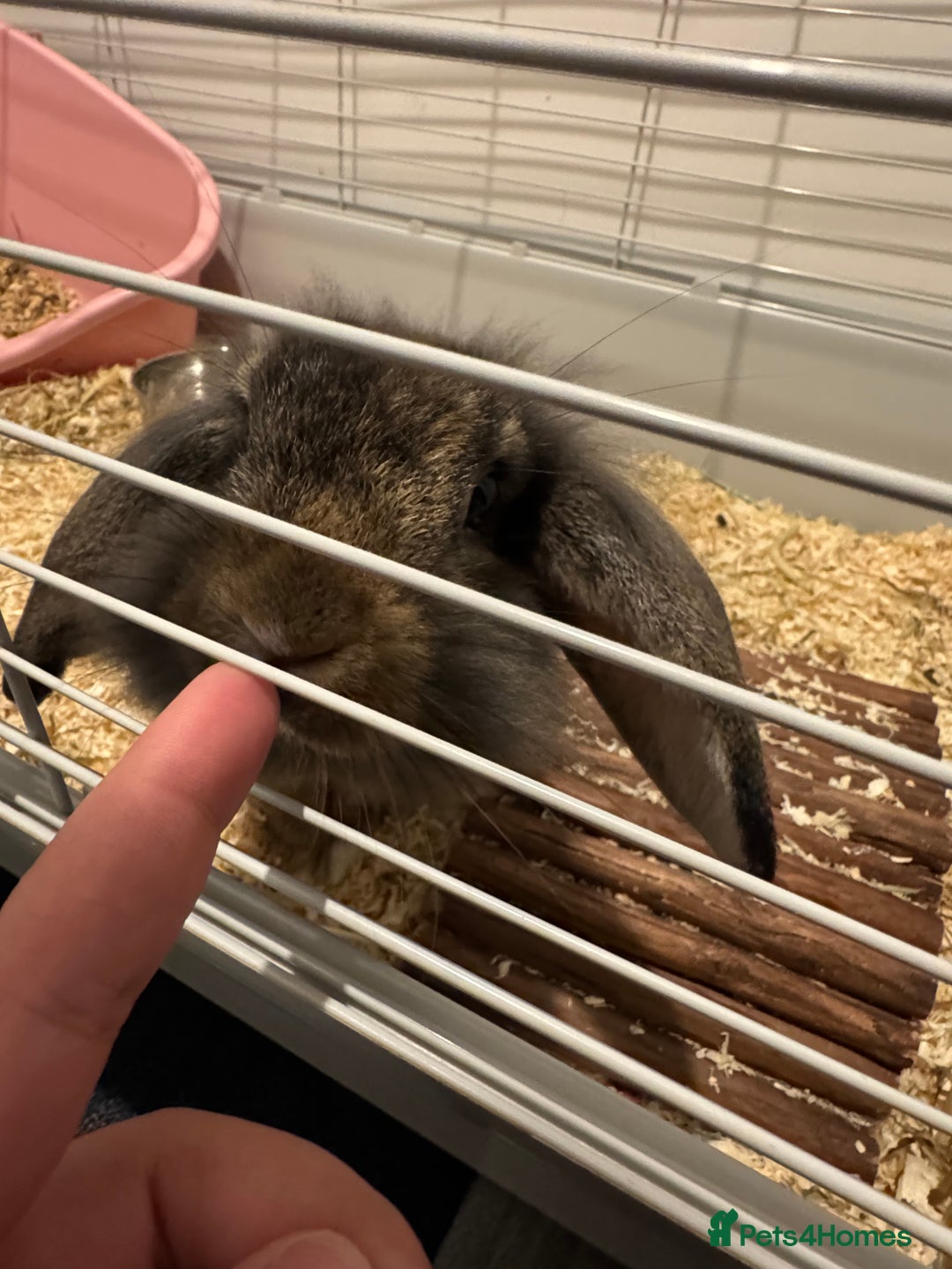 Mixed Breed rabbits for sale: Female rabbit  - Advert 2