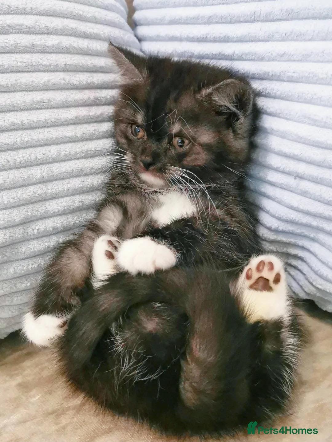 Mixed Breed cats 1 BLACK SMOKE GIRL LEFT! Maine Coon Kittens - Advert 7