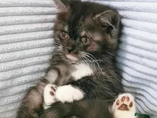 Mixed Breed cats 1 BLACK SMOKE GIRL LEFT! Maine Coon Kittens - Advert 7