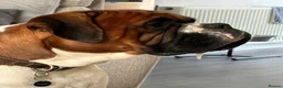 Boxer dogs for stud: Boxer dog for stud  - Advert 6