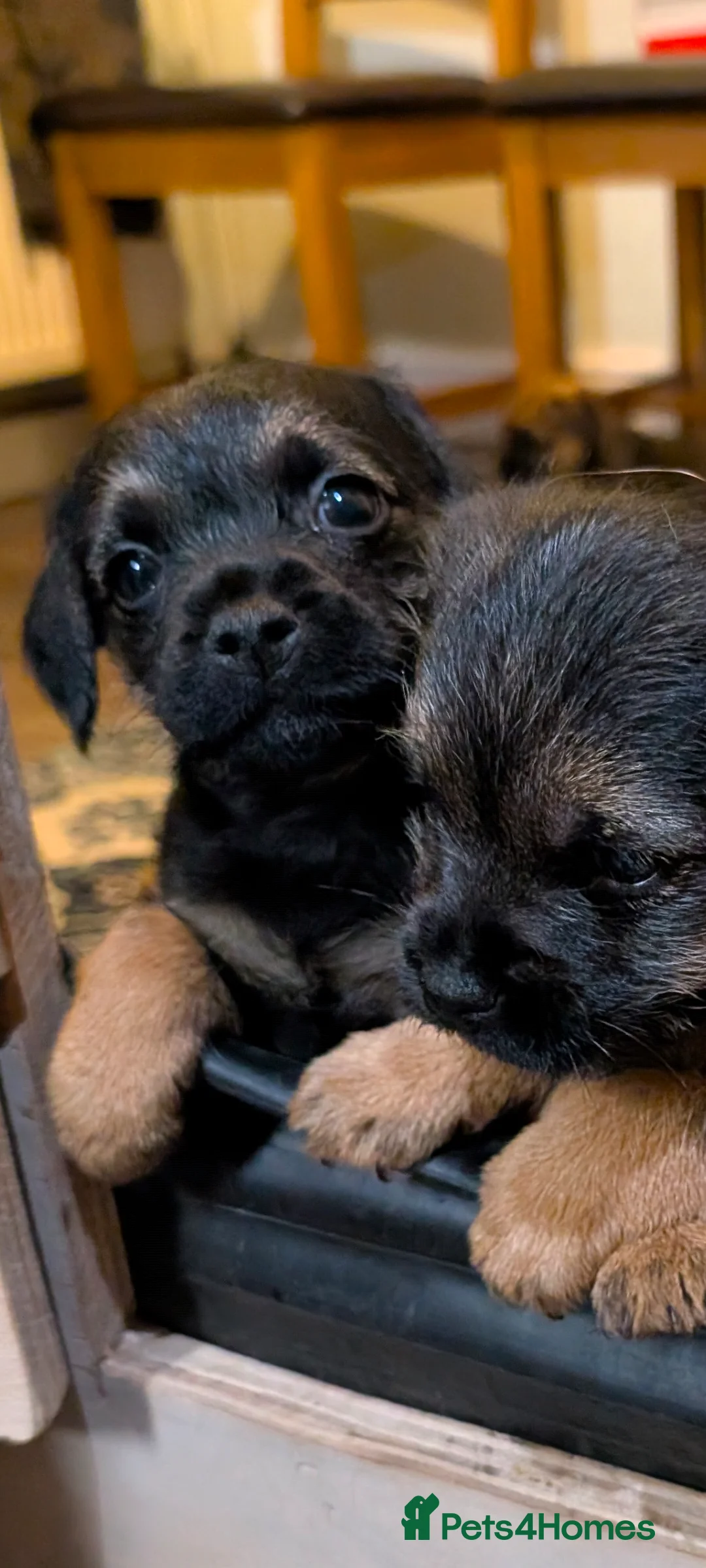Border Terrier dogs for sale: Beautiful Border Terrier Puppies - Advert 8