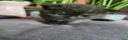 British Shorthair cats for sale: Beautiful kittens looking forever home 🏡 😍  - Advert 22