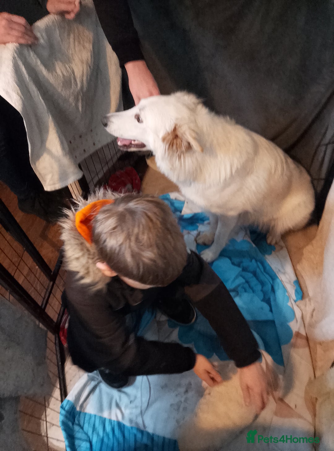 Mixed Breed dogs for sale: Northern Inuit x German shepherd puppies for sale  - Image 12