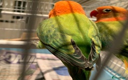 Lovebirds birds for sale: Breeding pair of love birds for sale - Image 2