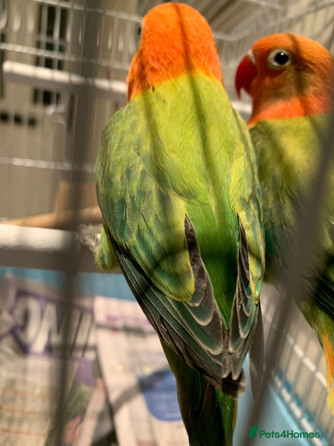 Lovebirds birds for sale: Breeding pair of love birds for sale - Image 2