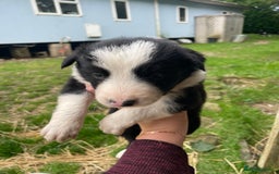Border Collie dogs for sale: Daisy’s pups - Image 5