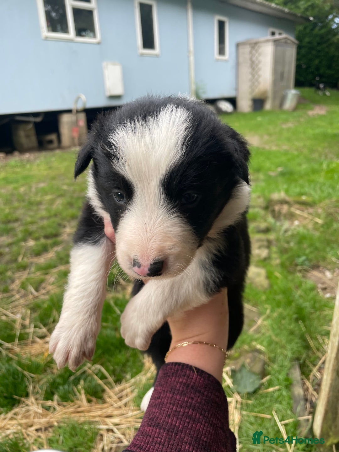 Border Collie dogs for sale: Daisy’s pups - Image 5