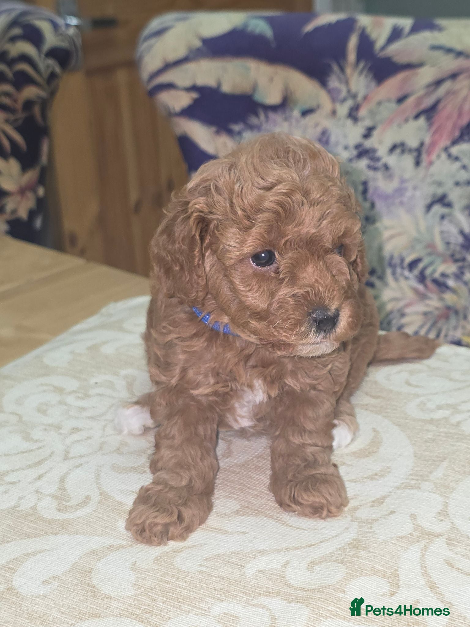 Toy Poodle dogs Look at our lovely litter of Toy Poodles  - Advert 1