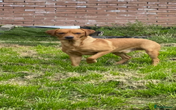 Labrador Retriever dogs for stud: LABRADOR FOR STUD - Image 8
