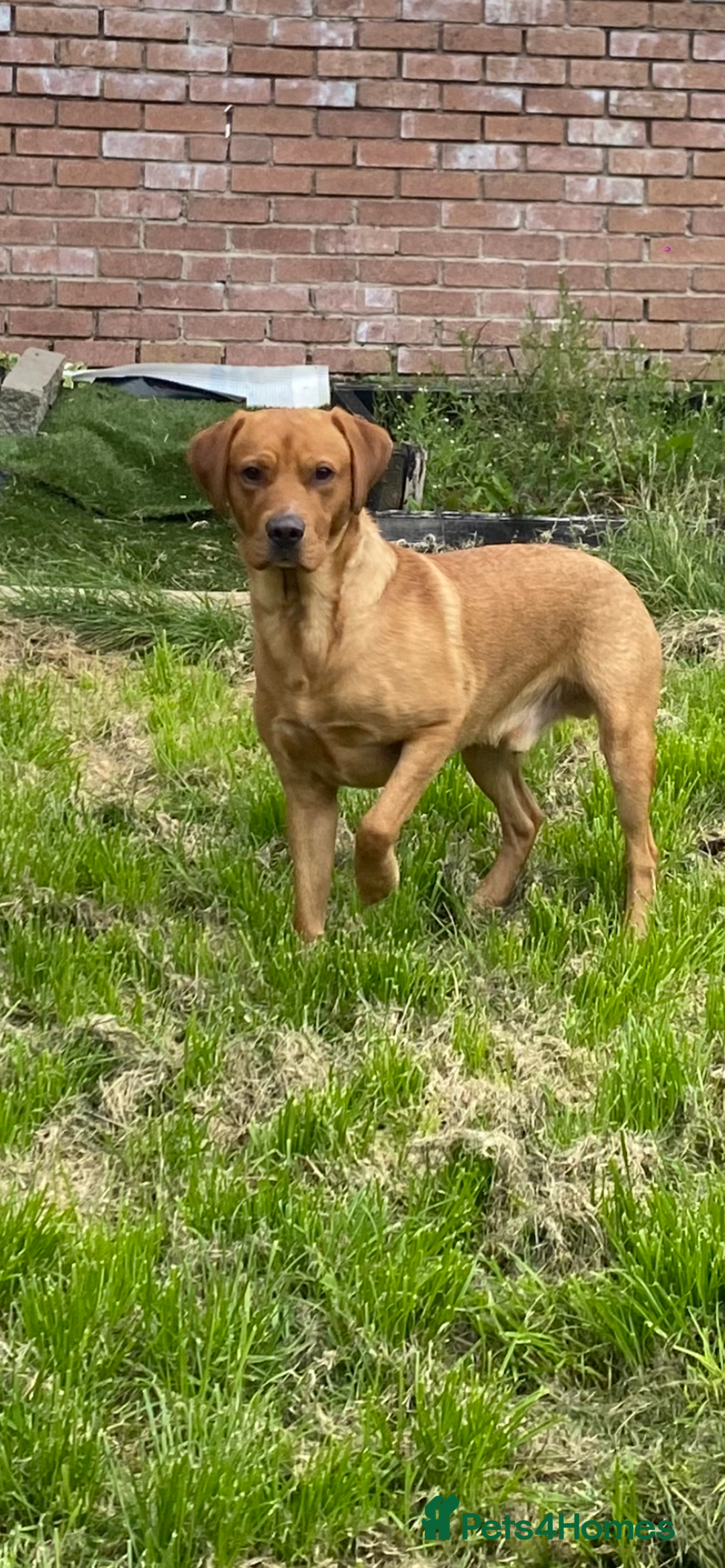 Labrador Retriever dogs for stud: LABRADOR FOR STUD - Image 8