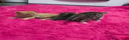 Mixed Breed cats for sale: Beautifull kittens ready to go  - Advert 34