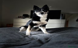 Pomsky dogs for sale: Nala the Pomsky🖤 - Image 5