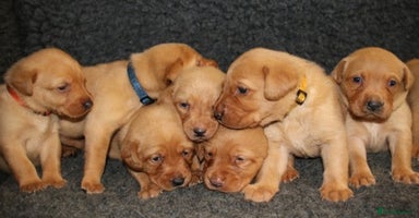 Labrador Retriever dogs - Advert 15