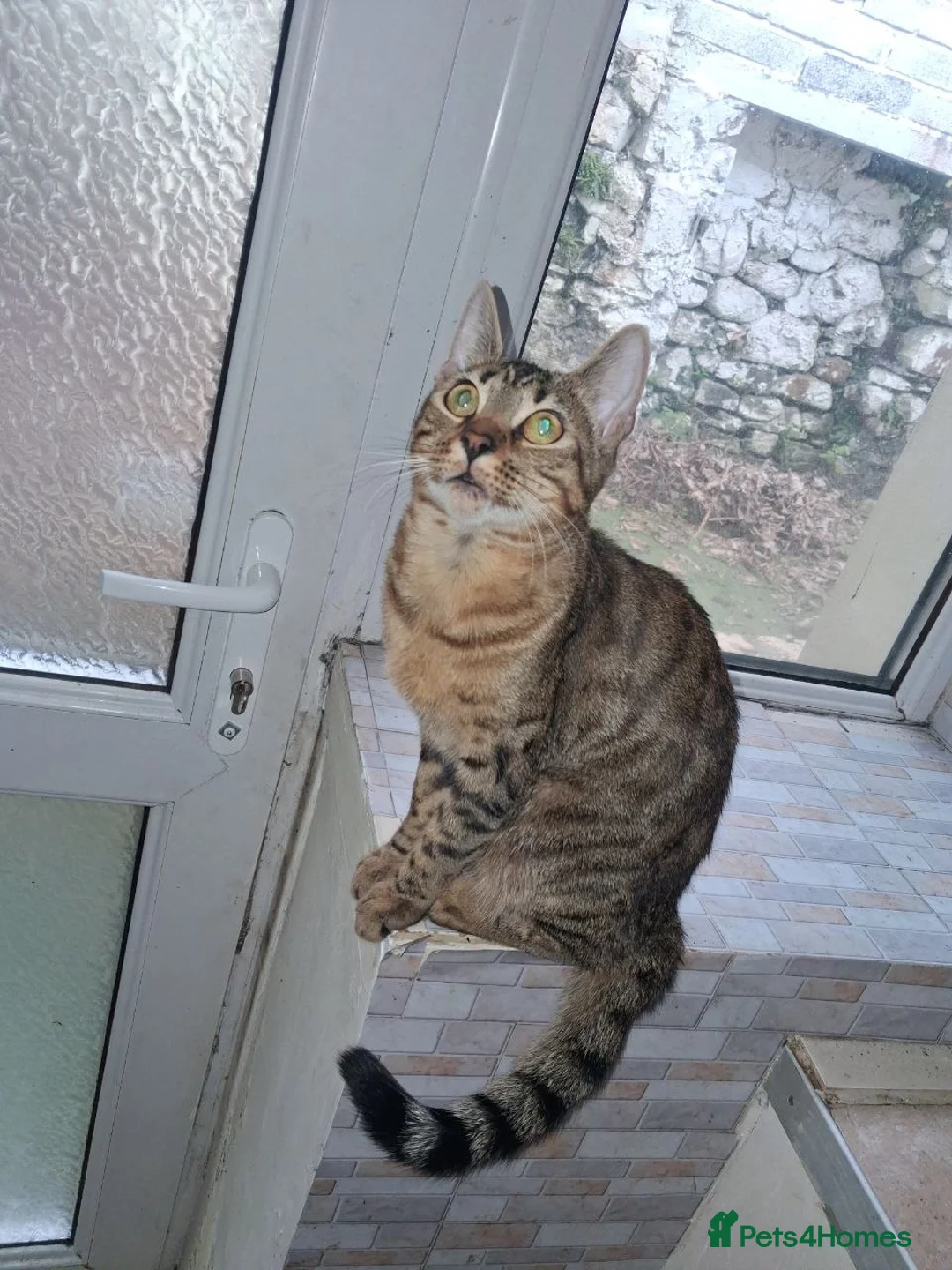 Bengal cats for sale: Beautifull and friendly bengal kitten in Aberdare - Advert 2
