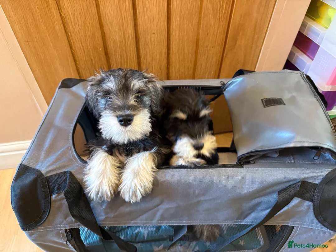 Miniature Schnauzer dogs for stud: Miniature Schnauzer stud - Advert 11