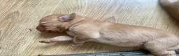 Labrador Retriever dogs for sale: Labrador puppies KC health tested parents  - Advert 6