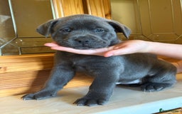 Mixed Breed dogs for sale: Chow chow x American bull dog  - Image 11