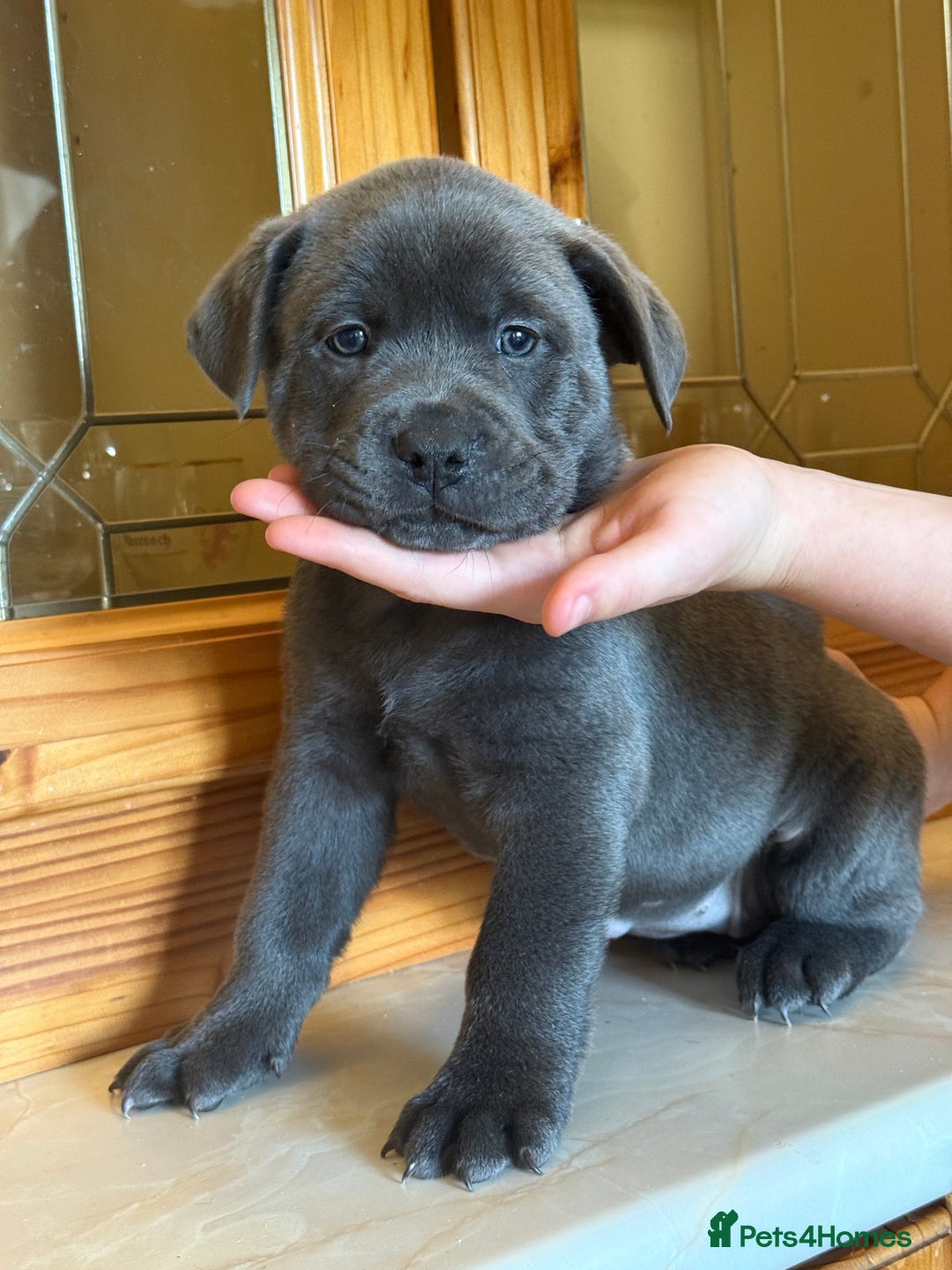 Mixed Breed dogs for sale: Chow chow x American bull dog  - Image 11