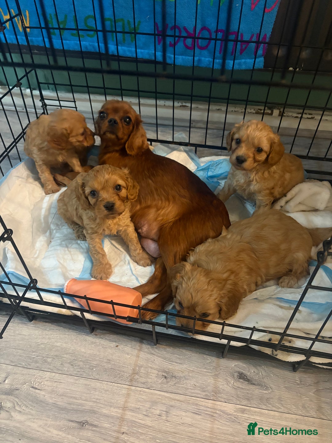 Cavapoo dogs for sale: Gorgeous Cavapoo puppies - Advert 12