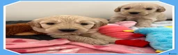 Mini Goldendoodle dogs for sale:  VETCHECKED✅STUNNING F1 MINIATURE GOLDENDOODLES 🐶 - Advert 8